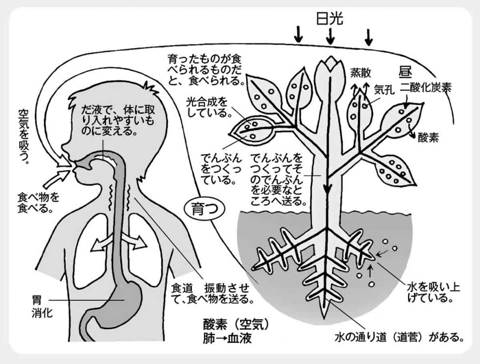 小6理科「植物の養分と水の通り道」指導アイデア｜みんなの教育技術