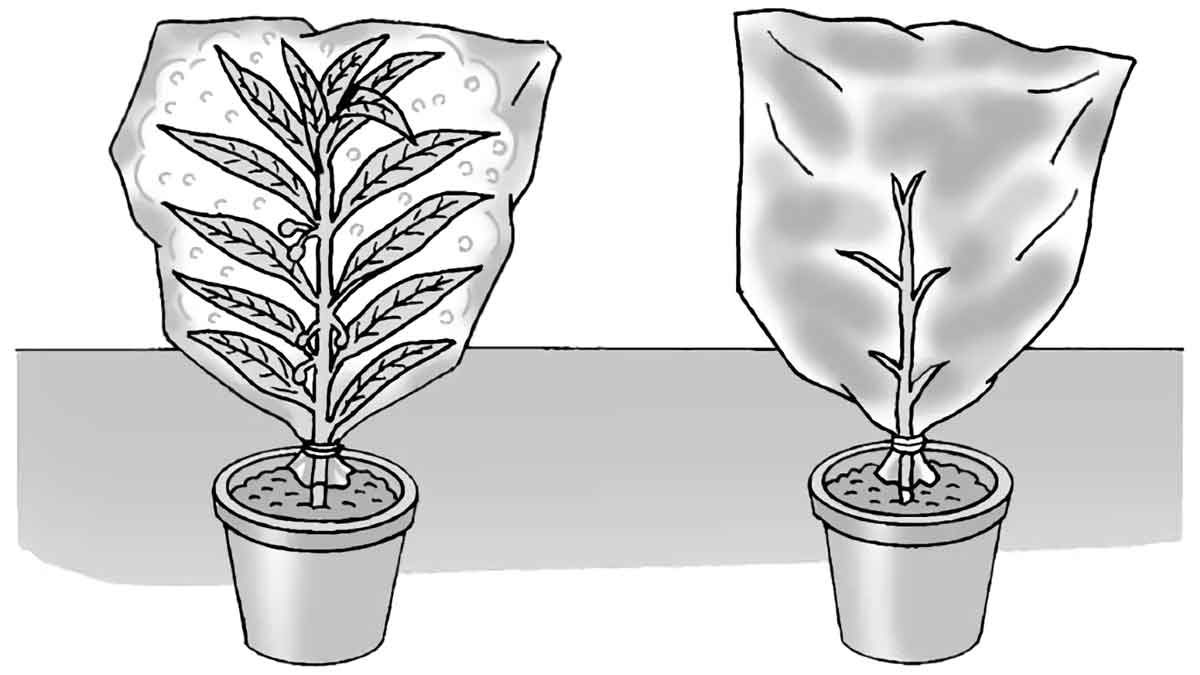 小5理科 植物の発芽 成長 結実 指導アイデア みんなの教育技術