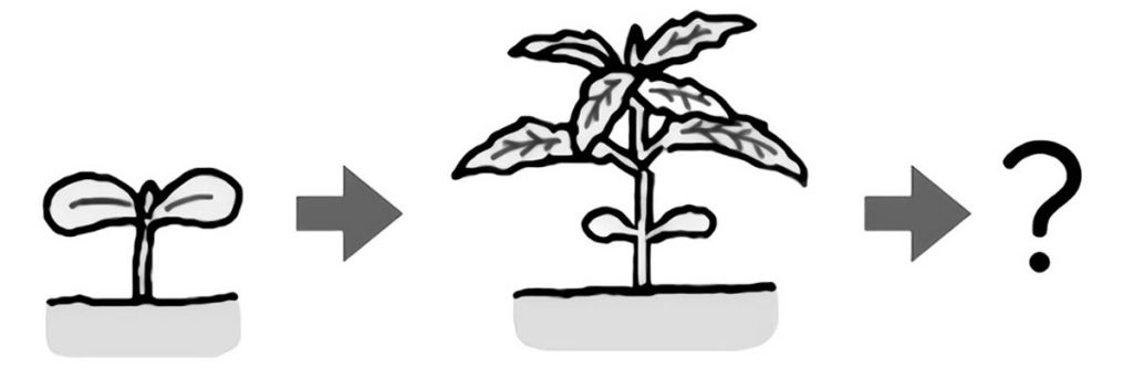 植物が成長する姿を予想する
