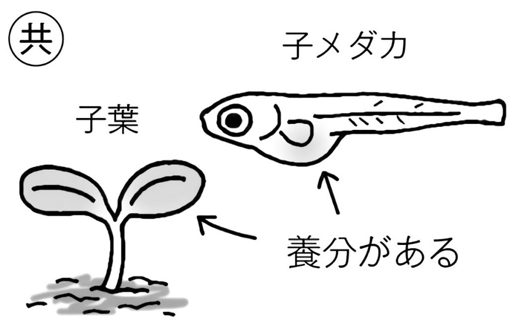 植物とメダカの共通性