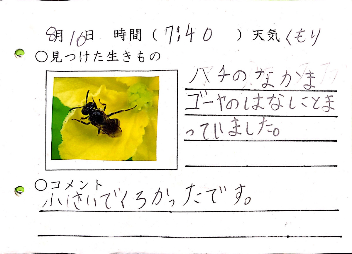 自由研究に活用しよう 科学的思考力を育む自学ノートのススメ みんなの教育技術