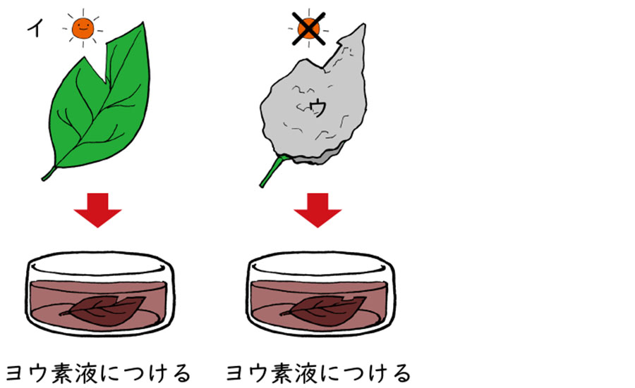 実験方法