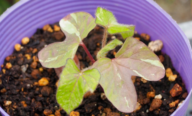 小三 理科 植物をそだてよう みんなの教育技術