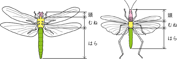 小３ 理科 こん虫の育ち方 指導アイデア みんなの教育技術