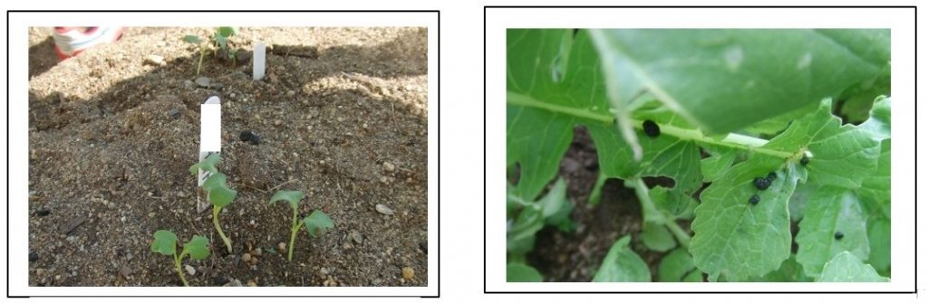 左はダイコンが発芽、右はダイコンの葉に害虫が発生。