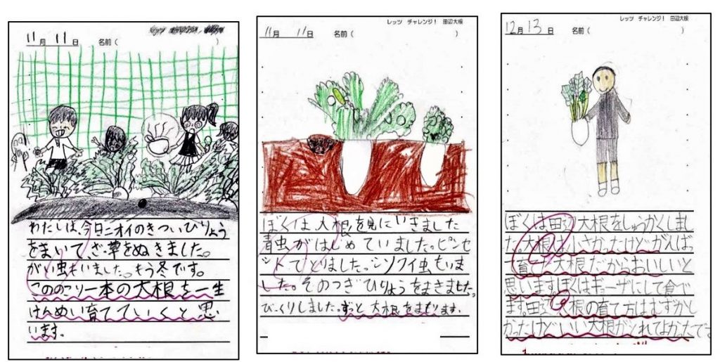子供たちが描いたダイコン栽培の観察記録