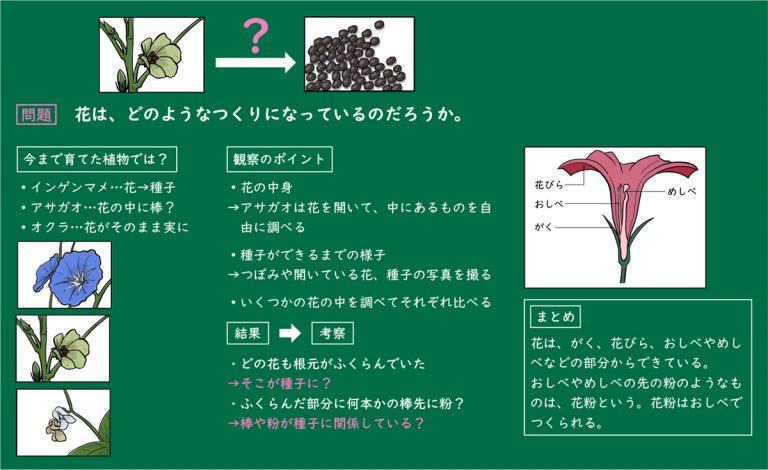 花 の つくり と 実 の でき 方 | 花のつくりとはたらき プリント – YMBDCZ
