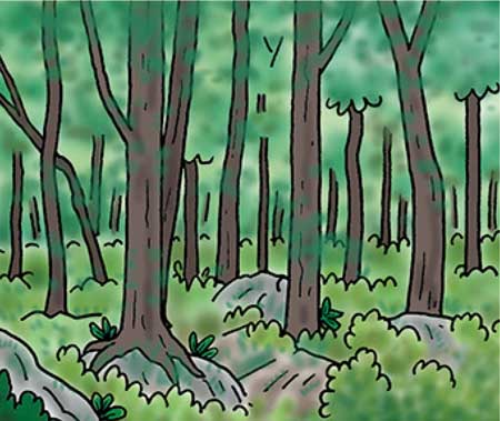 小5社会「私たちの生活と森林」　イラスト