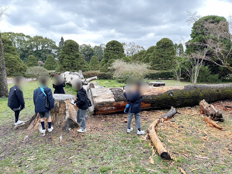 台風で被災したヒマラヤスギの古木と出合う子どもたちの写真