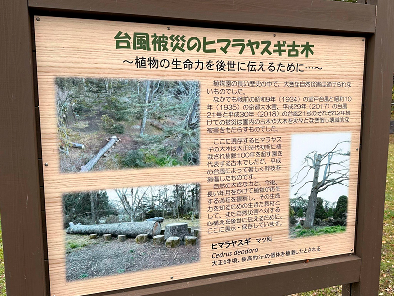 台風で倒れたヒマラヤスギ古木を解説する掲示板の写真