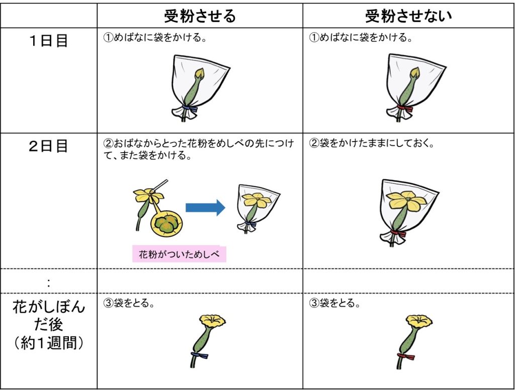 ヘチマでの実験方法のイラスト