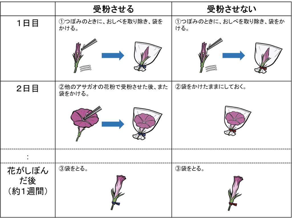 アサガオでの実験方法のイラスト