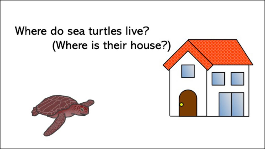 Where do sea turtles live?