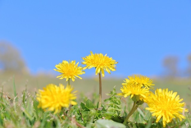 春の到来、タンポポの花