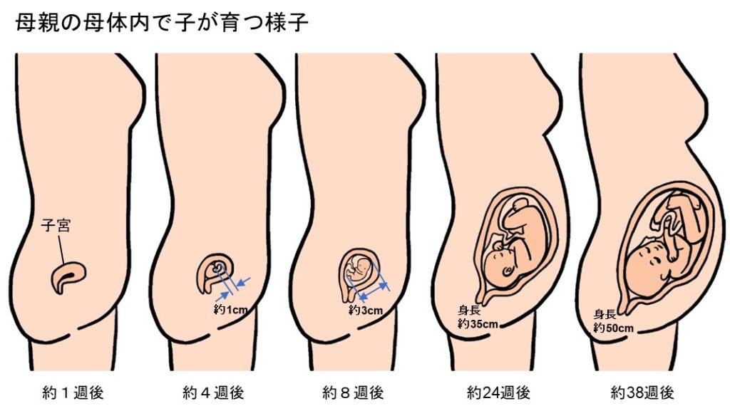 母親の母体内で赤ちゃんが育つ様子（約38週後まで）のイラスト