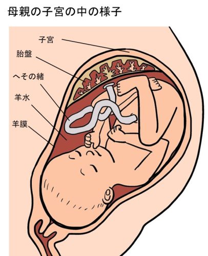 子宮の中の様子を説明したイラスト