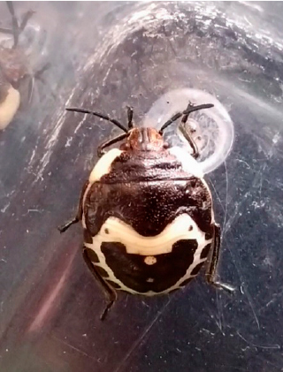 カメムシの幼虫