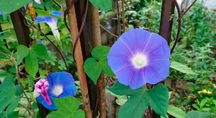開花しているアサガオ