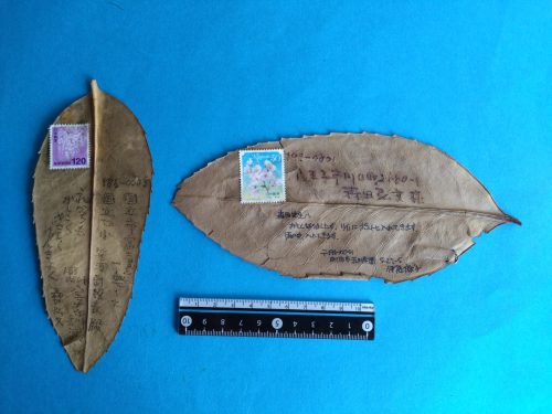 実際に郵便で出した「タラヨウの葉書」　２枚