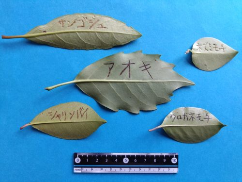 ハッキリと黒く文字が見える代表種