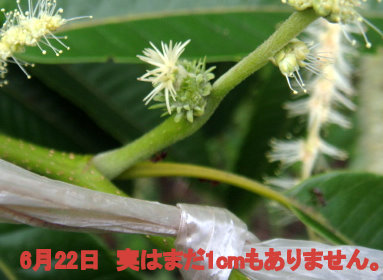 クリの花 1