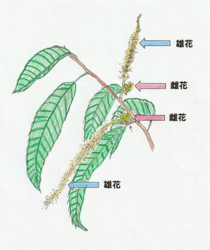 No.3 クリの花