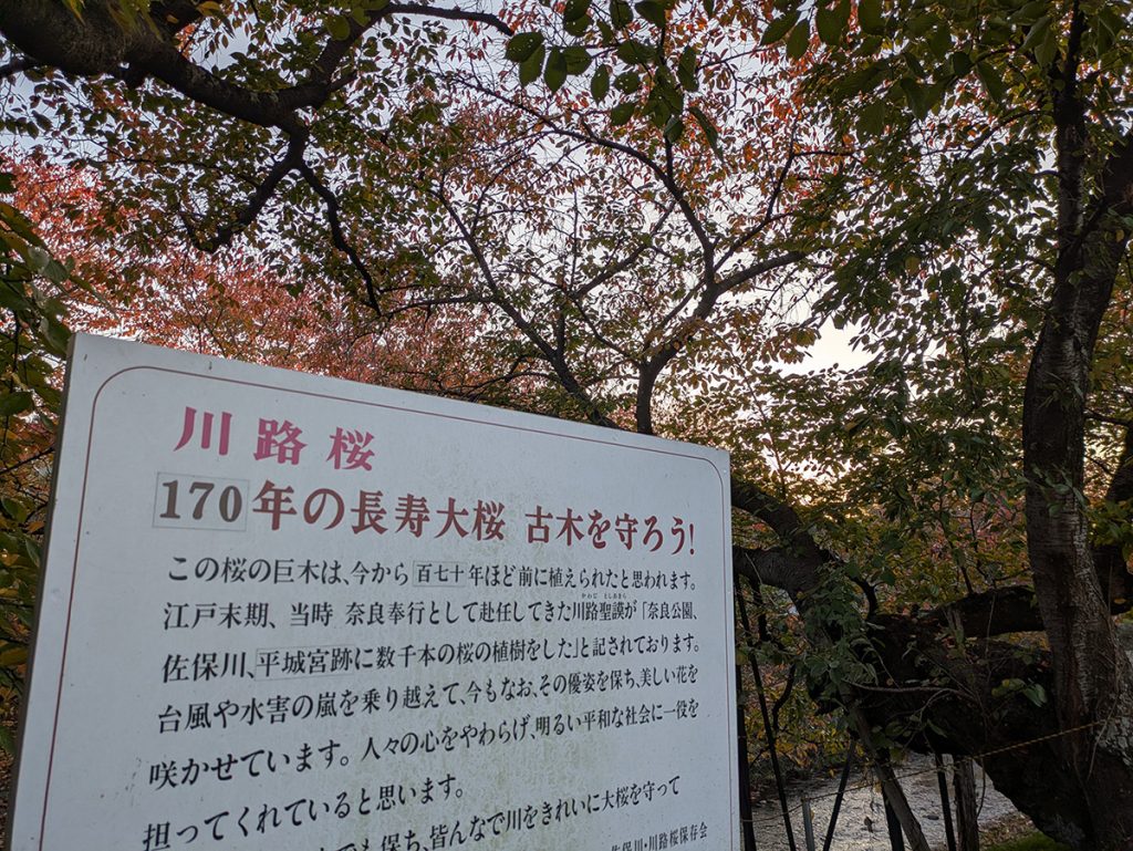 桜の木と川路桜の解説看板