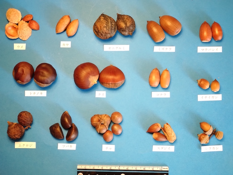 重くてポトンと落ちるんダネ