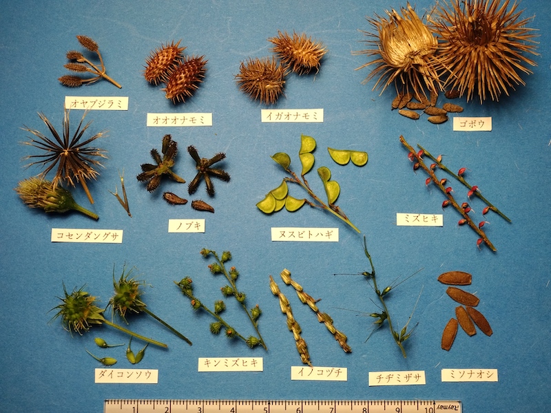 くっついてヒッチハイクするんダネ