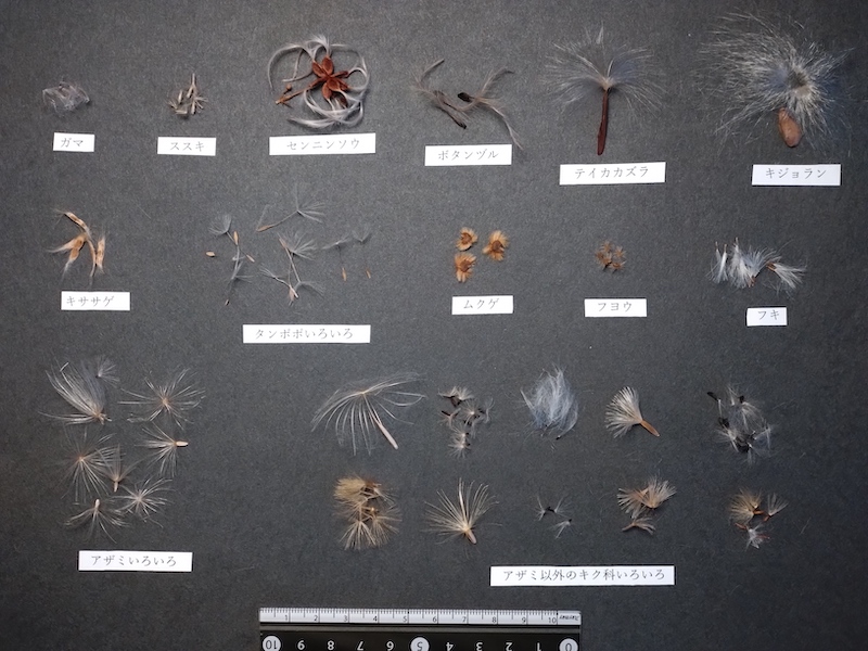 フワフワ綿毛で飛ぶんダネ