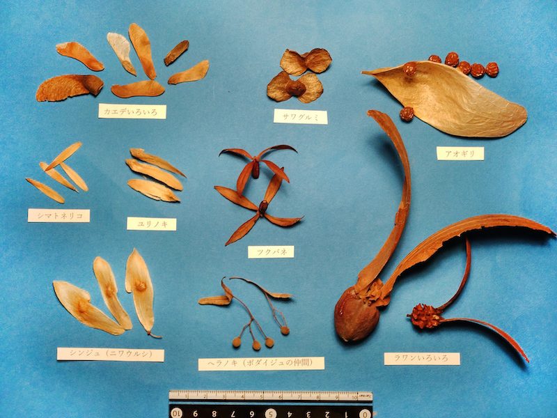 翼や羽でクルクル飛ぶんダネ