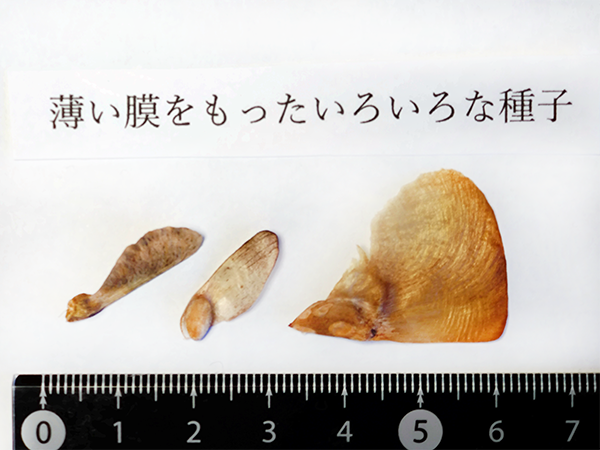 薄い膜をもつ種子の写真(左からカエデ・マツ・ヒマラヤスギ)
