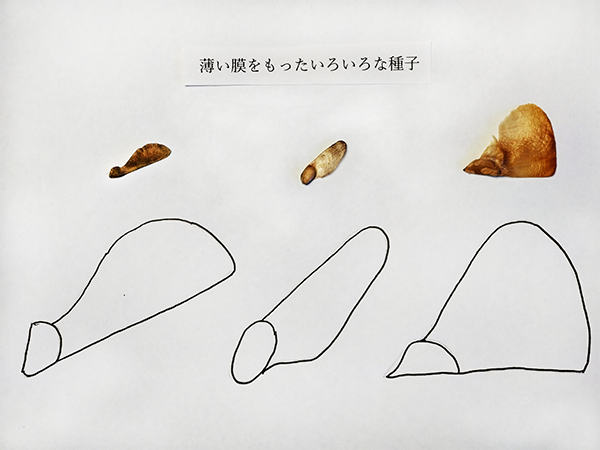 タネ模型シート作りのために