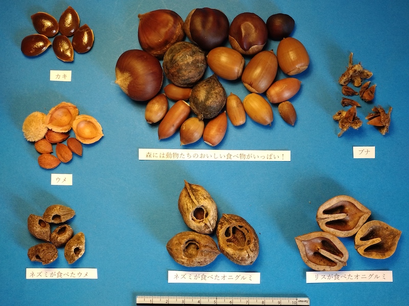 いろいろな動物に食べてもらうんダネ