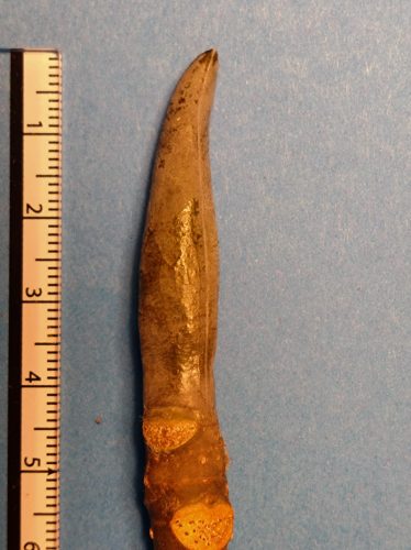 ホオノキの冬芽