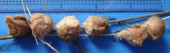 オオカマキリのたくさんの卵のう