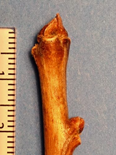 イチョウの冬芽