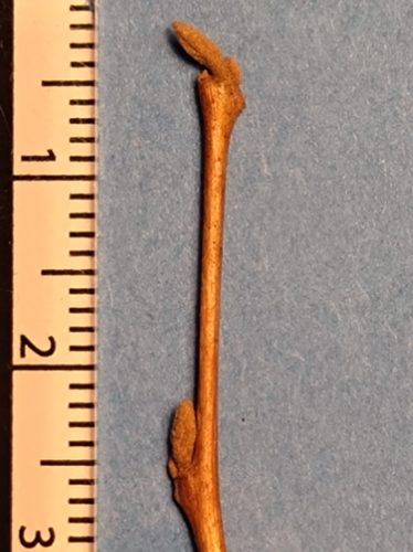 エゴノキの冬芽