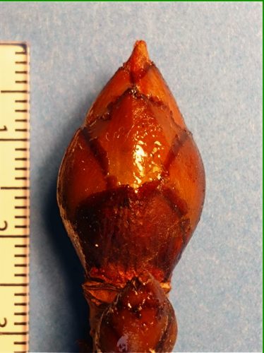 トチノキの冬芽