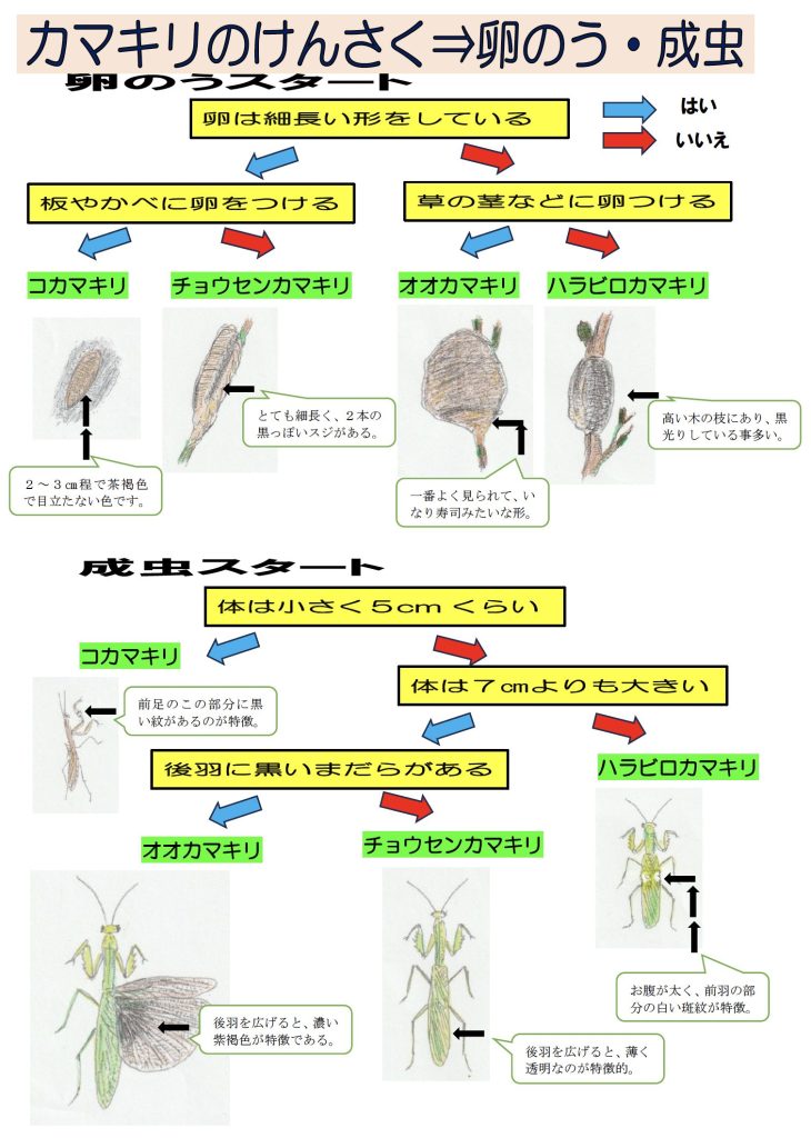 カマキリの総合けんさく表（卵のうと成虫）