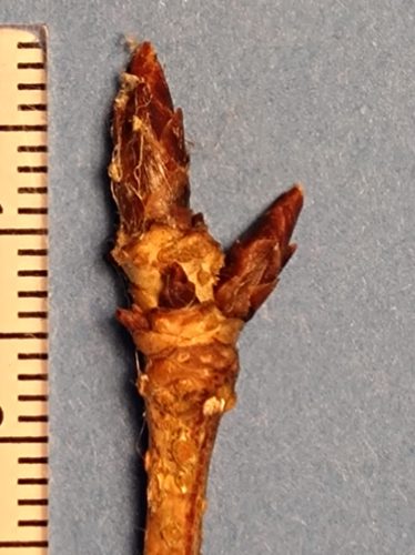 ヤマザクラの冬芽