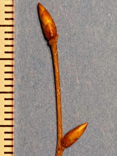 アカシデの冬芽