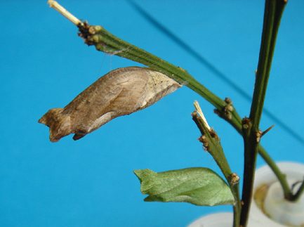 アゲハチョウのサナギ