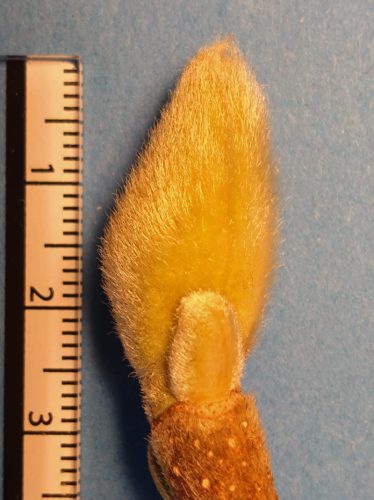 ハクモクレンの冬芽