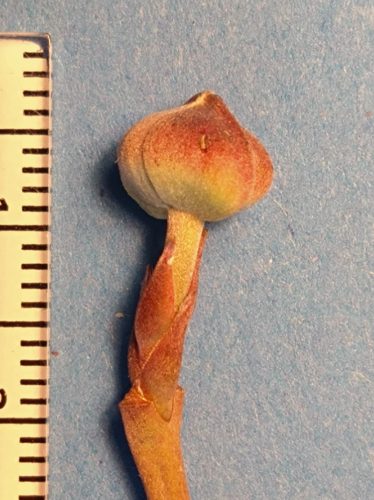 ハナミズキの冬芽