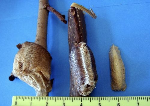 いろいろなカマキリの卵のう