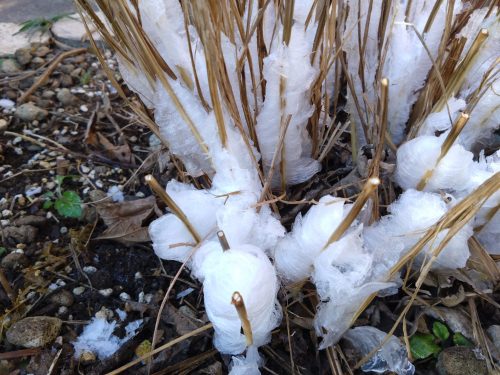 シモバシラ（植物）