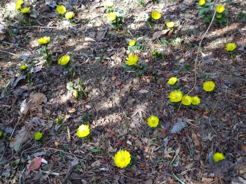 フクジュソウの花