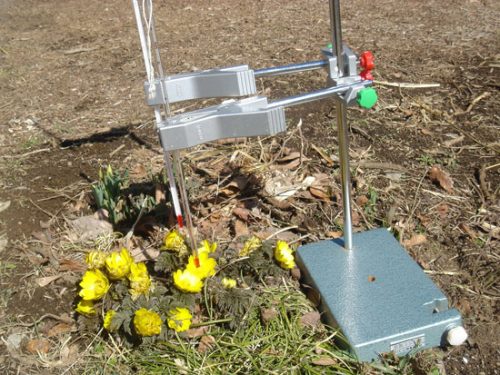 フクジュソウの温度計測実験