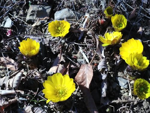 フクジュソウの花